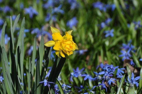 Scilla   041.jpg